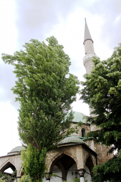 Bosnië & Herzegovina (37)