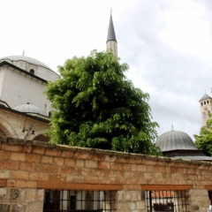 Bosnië & Herzegovina (40)