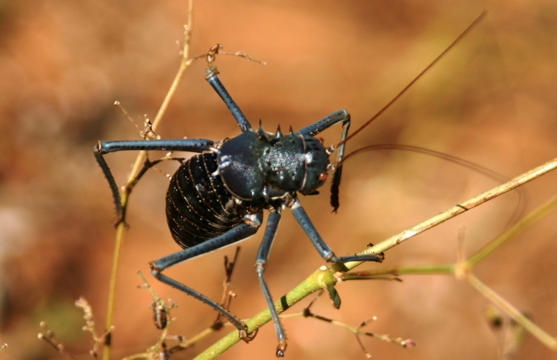 Botswana (55)