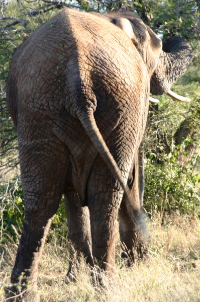 Botswana (56)