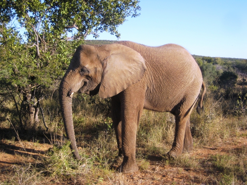 Botswana (57)
