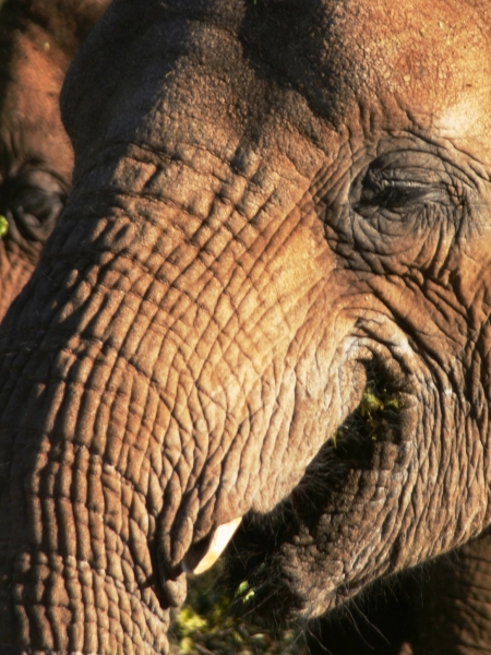 Botswana (59)