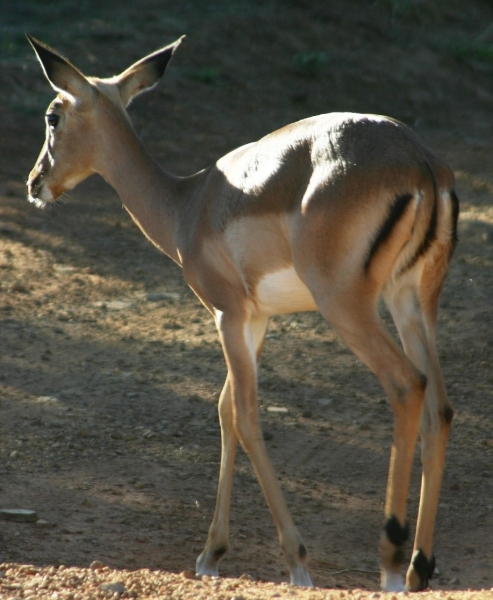Botswana (60)