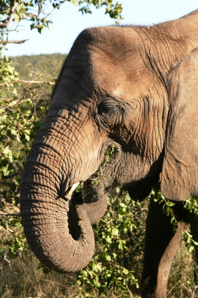 Botswana (61)