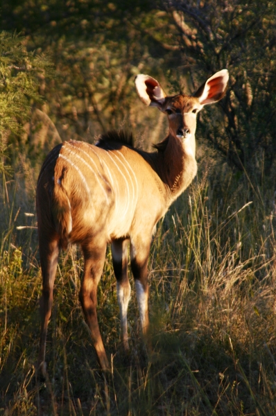 Botswana (62)