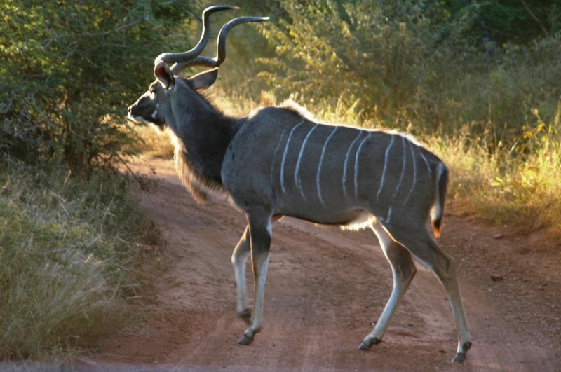 Botswana (63)
