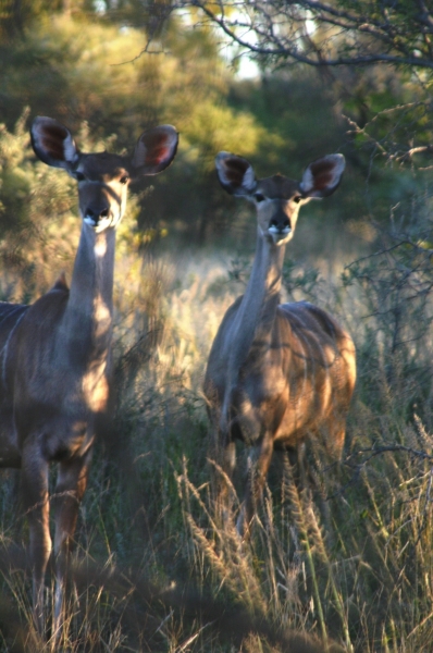 Botswana (64)