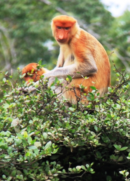Brunei (75)
