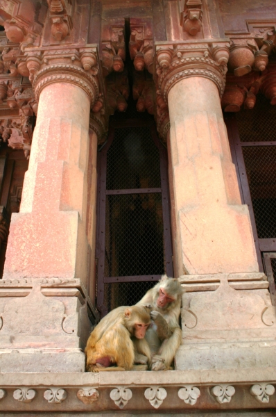 Centraal Oost India (53)