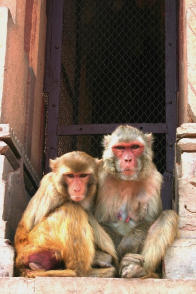 Centraal Oost India (65)