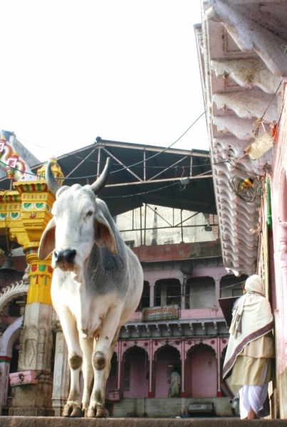 Centraal Oost India (70)