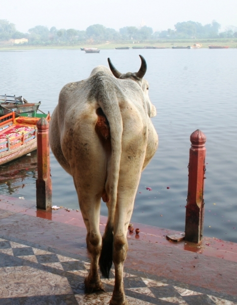 Centraal Oost India (76)