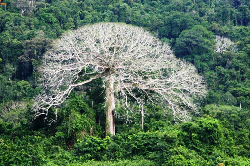 Centraal Venezuela (135)