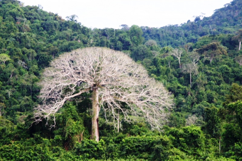 Centraal Venezuela (136)