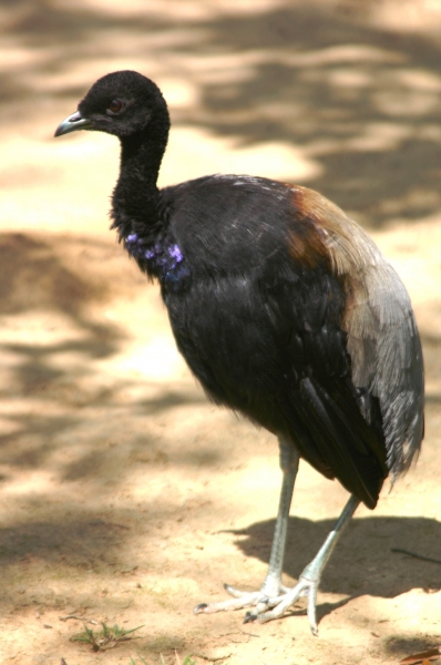 Centraal Venezuela (170)