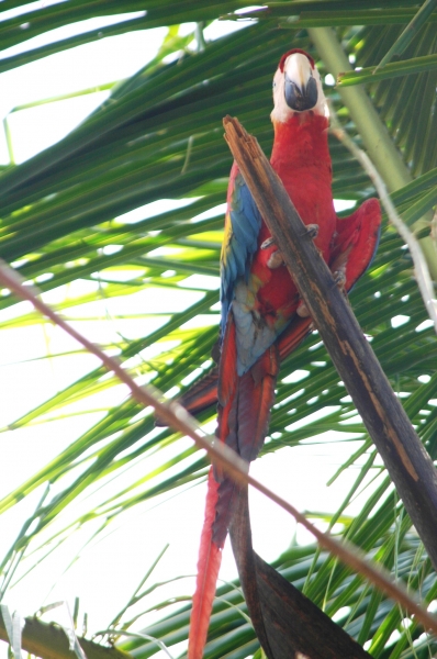 Centraal Venezuela (176)