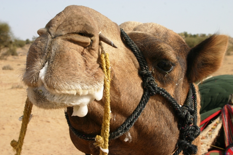 Centraal West India (81)