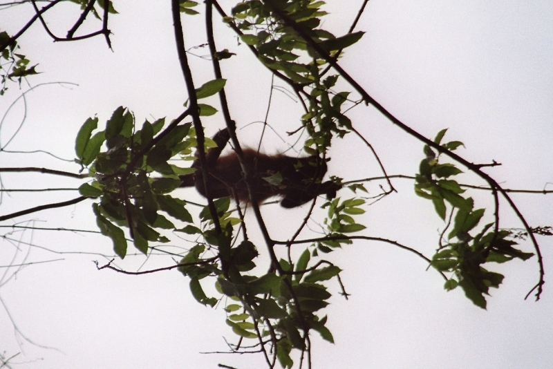 Costa Rica (21)