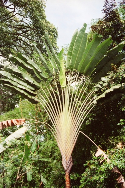 Costa Rica (34)