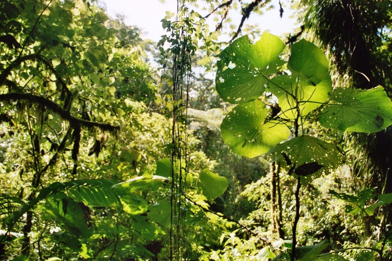 Costa Rica (38)