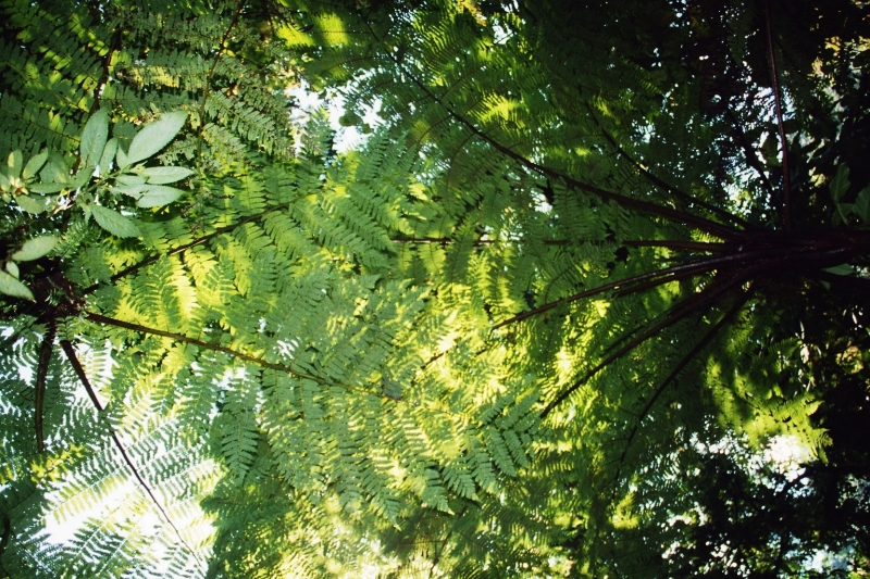 Costa Rica (39)