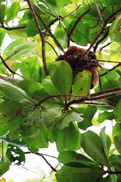 Costa Rica (42)
