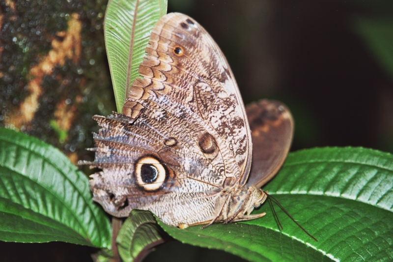Costa Rica (9)