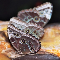 Costa Rica (10)