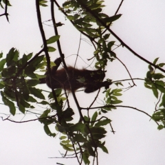 Costa Rica (21)