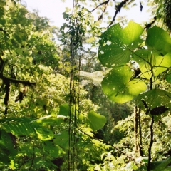 Costa Rica (38)