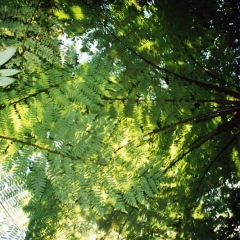 Costa Rica (39)