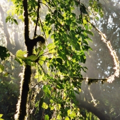 Costa Rica (40)