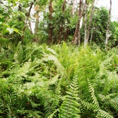 Costa Rica (41)