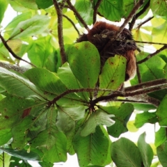 Costa Rica (42)