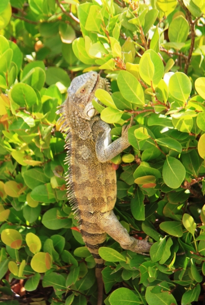 Curacao (35)