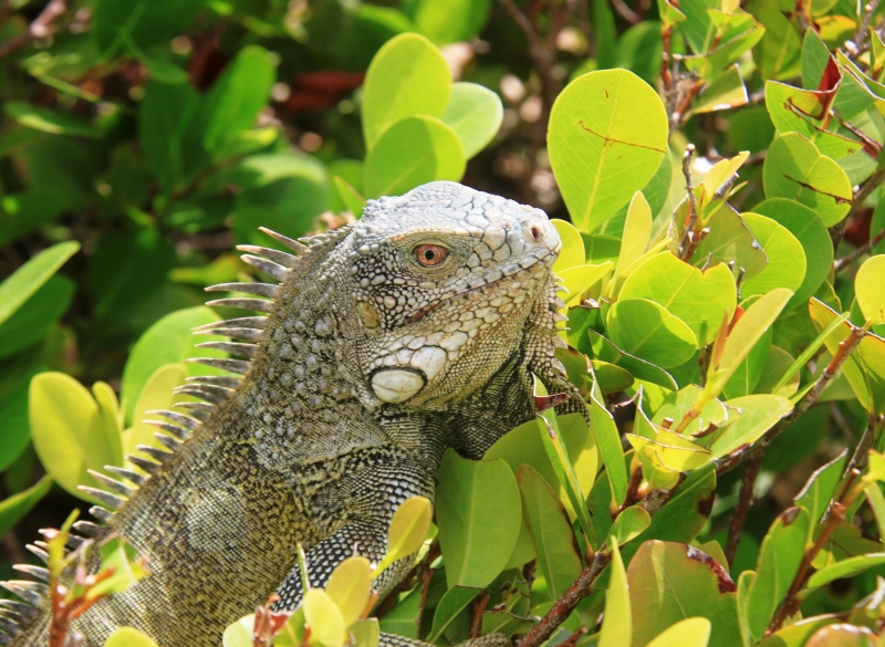 Curacao (36)
