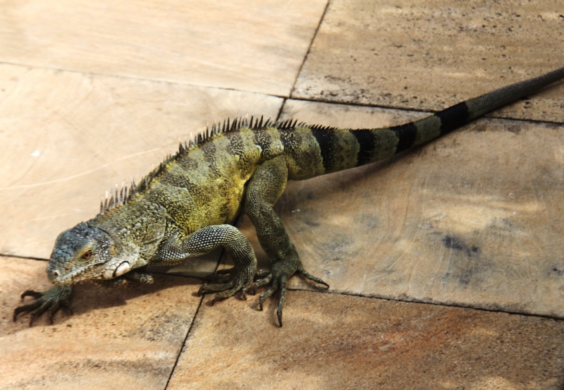 Curacao (39)