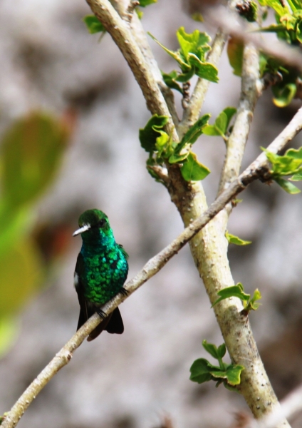 Curacao (40)