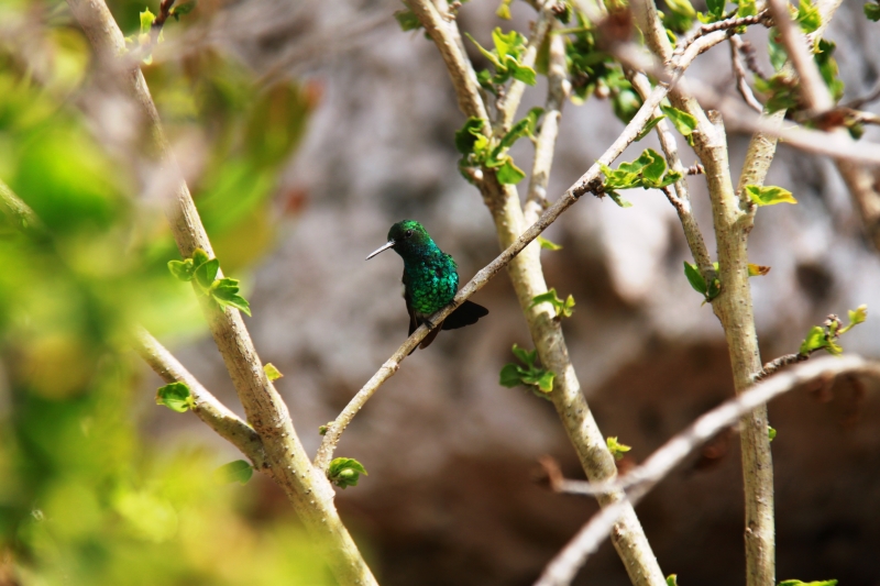 Curacao (41)