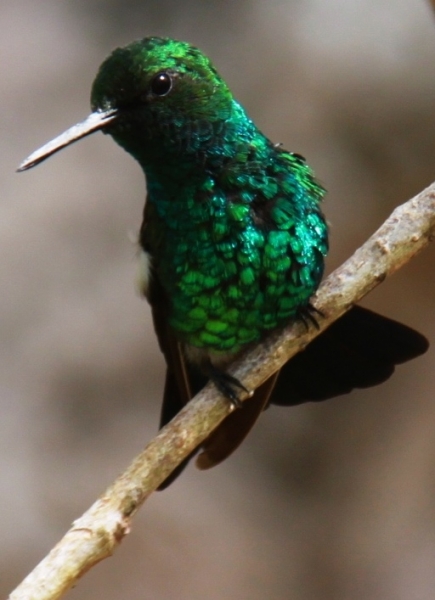 Curacao (42)