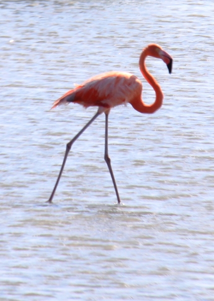 Curacao (49)