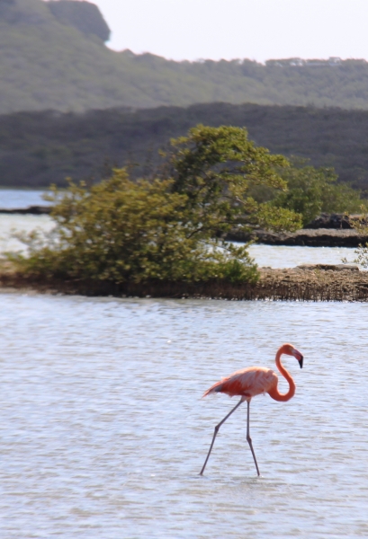Curacao (52)