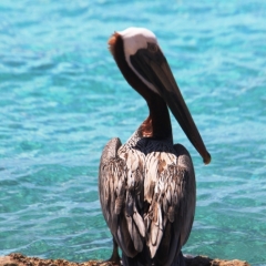 Curacao (1)