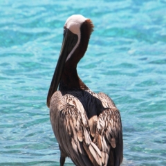 Curacao (2)