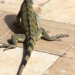 Curacao (34)