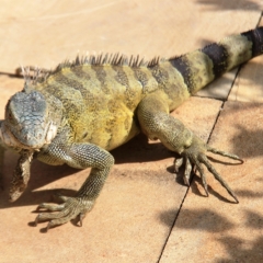 Curacao (38)