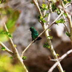 Curacao (41)