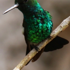 Curacao (42)