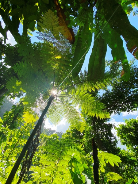 Dominica-1