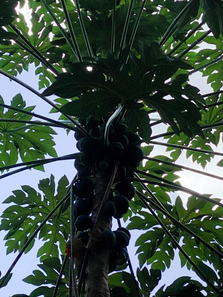 Dominica-106